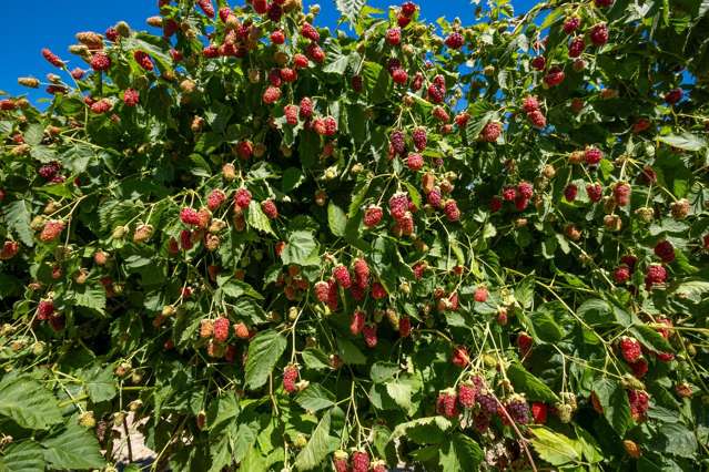 160 Tadmor Valley Road Tapawera_4