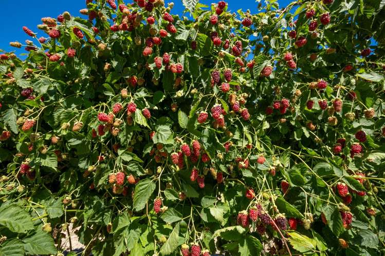 160 Tadmor Valley Road Tapawera_13