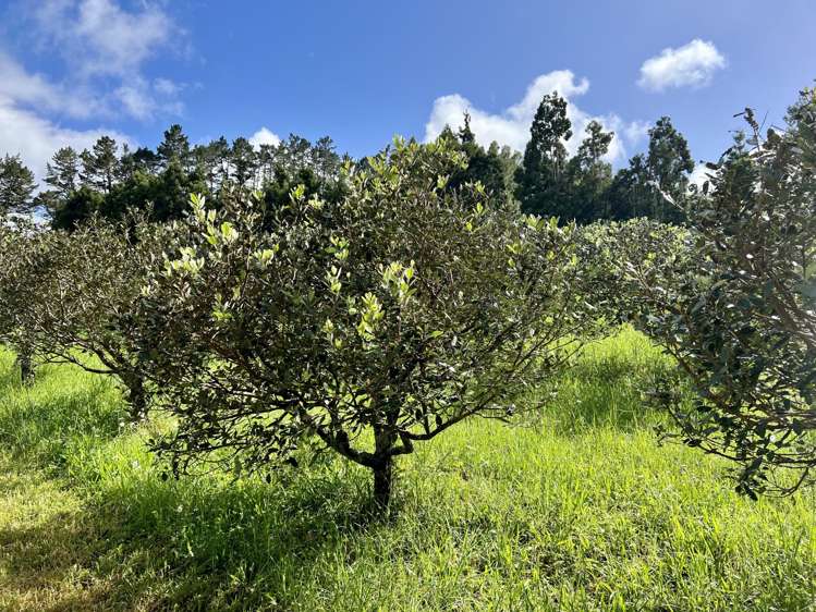 1244 State Highway 10 Kerikeri_5