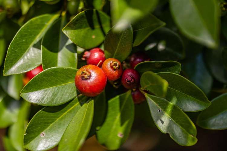 105 Yorke Road Haruru_30