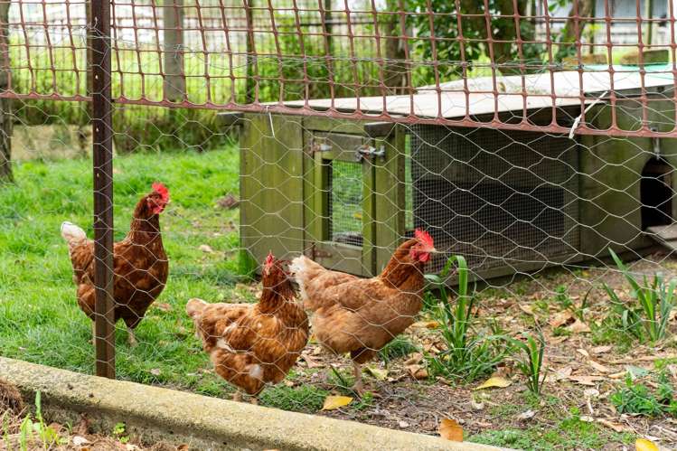 6835 State Highway 12 Dargaville_31