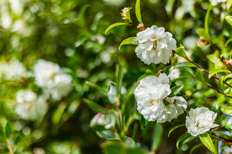 58 Easton Way Levin_22