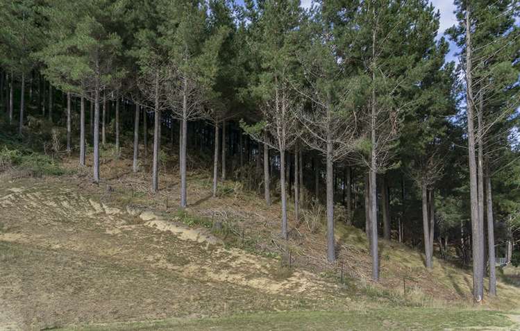 584 Wakapuaka Road Wakapuaka_16