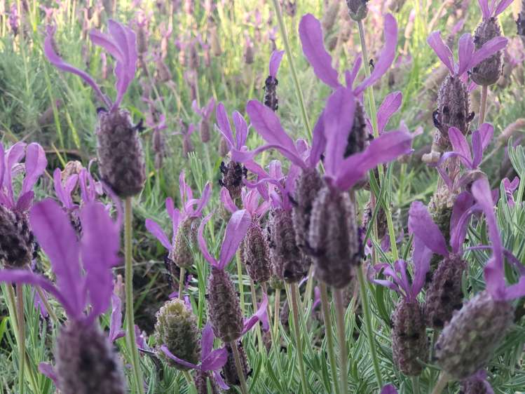 17 Hakanoa Street Huntly_38