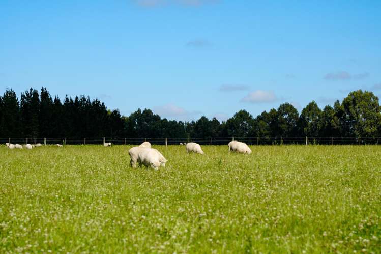 125 Tomogalak Road Ardlussa_8