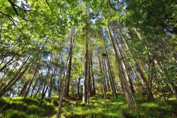 208 Cave Road Matokitoki_21