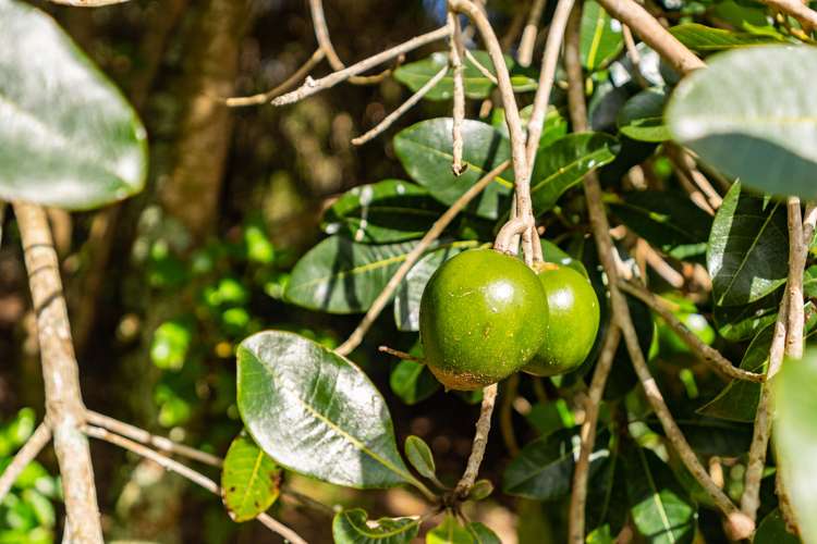 429 Glenmohr Road Waipu_17