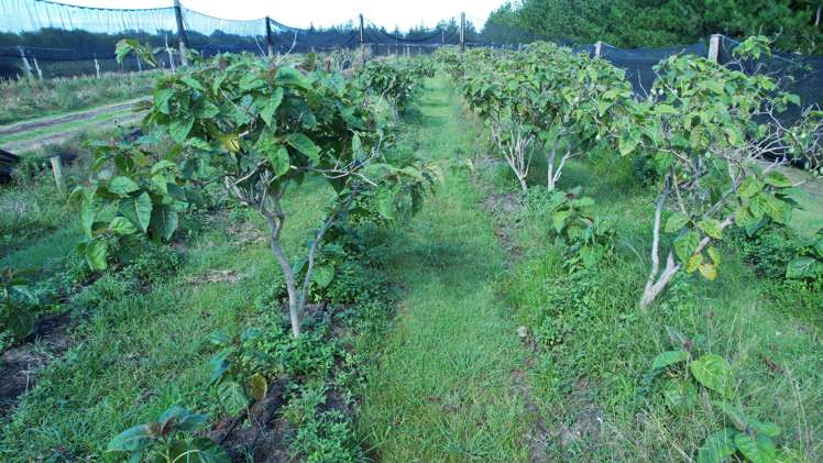 65 Elingamite Drive Pukenui_11