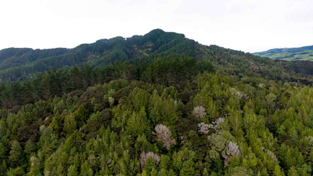 322 Kawakawa-Orere Road Kawakawa Bay_3