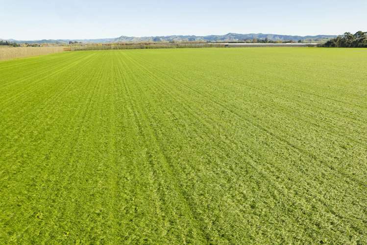 363 Matawai Road Waerenga A Hika_9