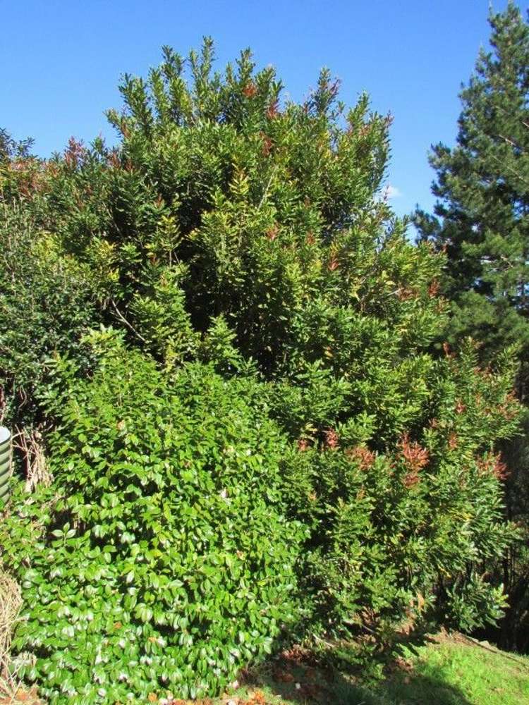 124 Victoria Street Whakatete Bay_27