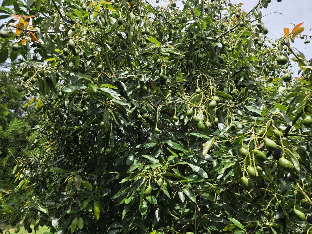 232C Williams Road North_5