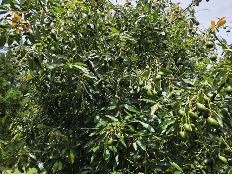 232C Williams Road North Pyes Pa_9