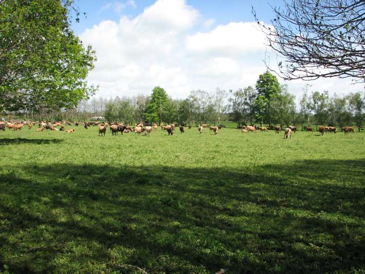 1704 Te Aroha-Gordon Road Te Aroha_1