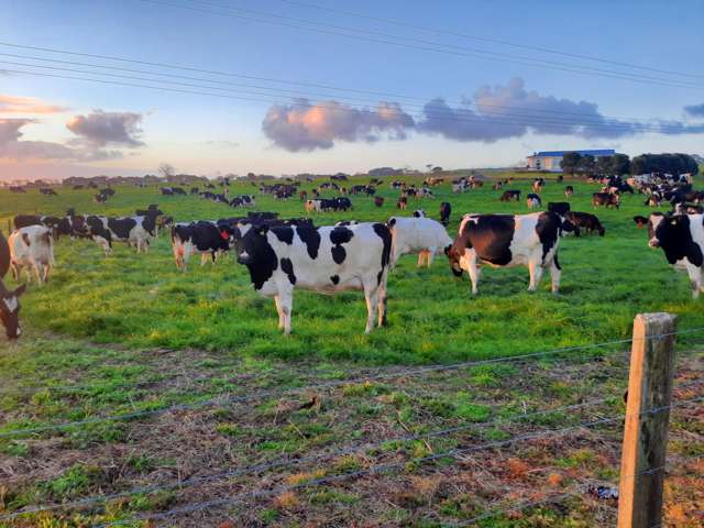 455 West Coast Road Te Kopuru_3