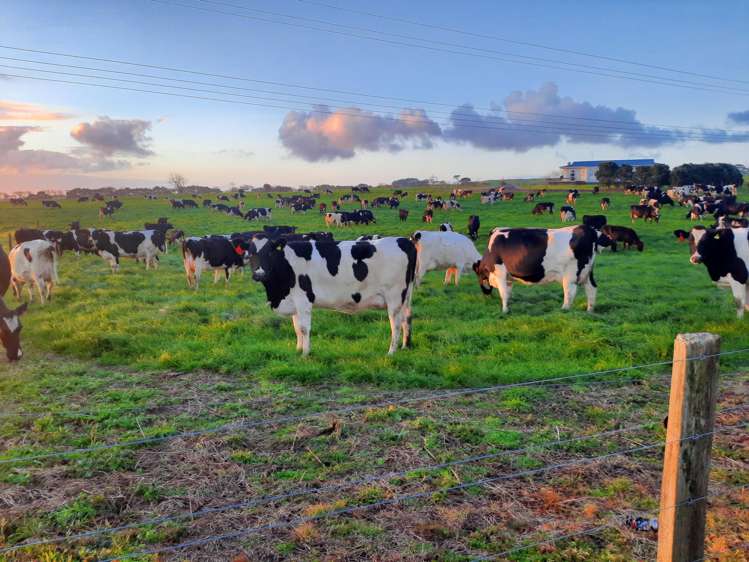 455 West Coast Road Te Kopuru_3