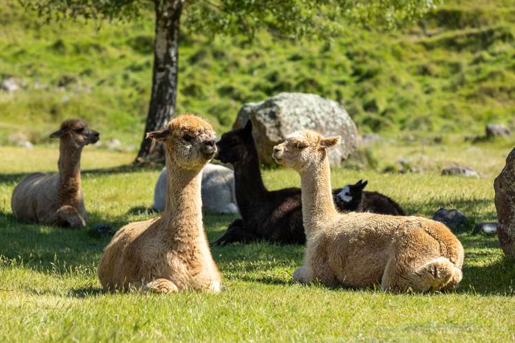 1067 Taylor Pass Road Blenheim_25