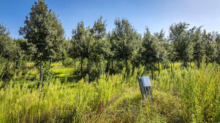 1778 Pakowhai Road Pakowhai_15