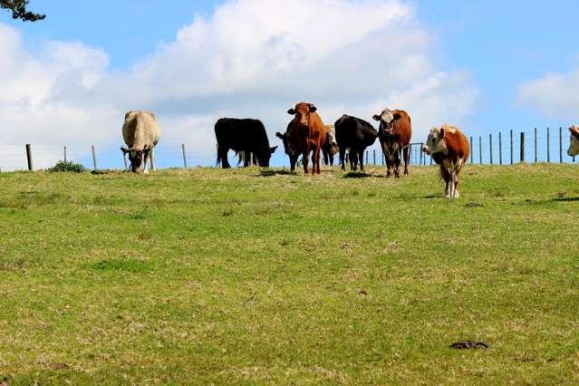 162 Pukewhai Road Kaingaroa_4