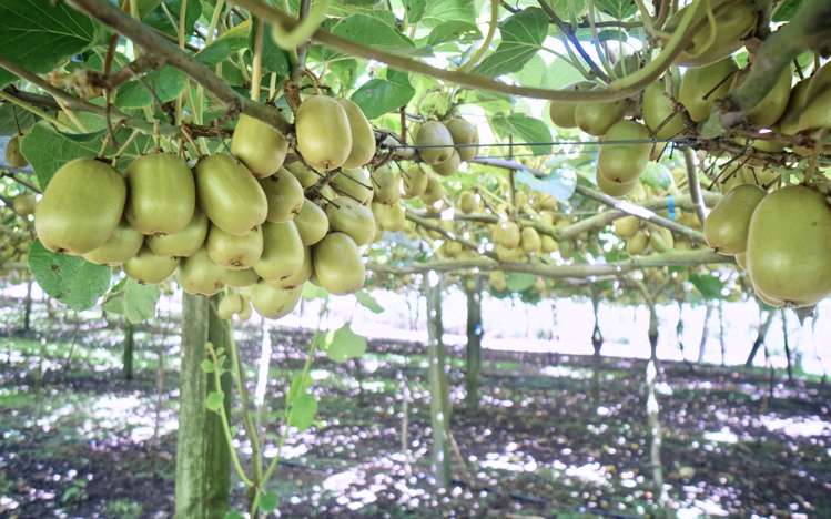 120 Rotoehu Road Pukehina_6