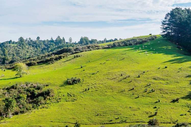 126 Richards Road Dairy Flat_6