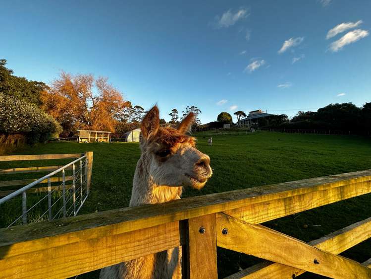 499 Wainui South Road Whakamarama_29