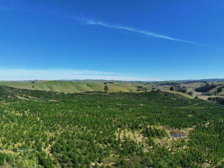 Waitahuna Gully Road Waitahuna Gully_15