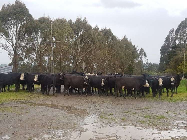 1680 Mahinerangi Road Waipori_26