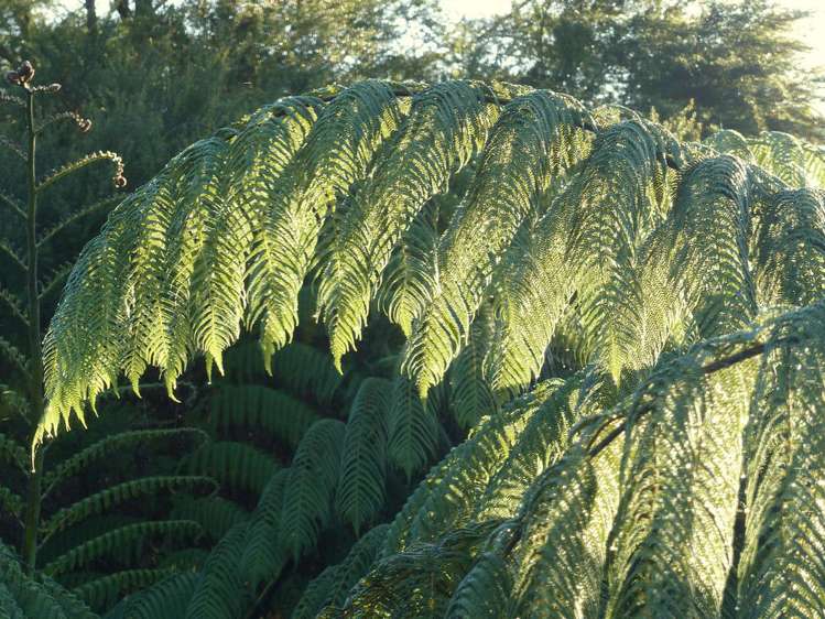 53 Kitewaho Road Swanson_107