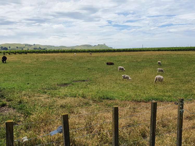 2061 Maraekakaho Road Central Hawkes Bay Coastal_18