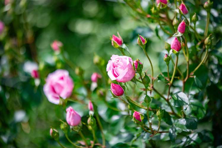 14 Oakridge Place Morrinsville_29