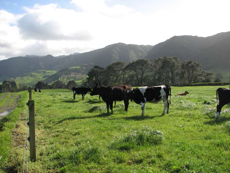 1387 Old Te Aroha Road Okauia_5