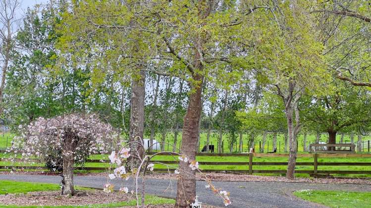 172 Ellett Road Karaka_15