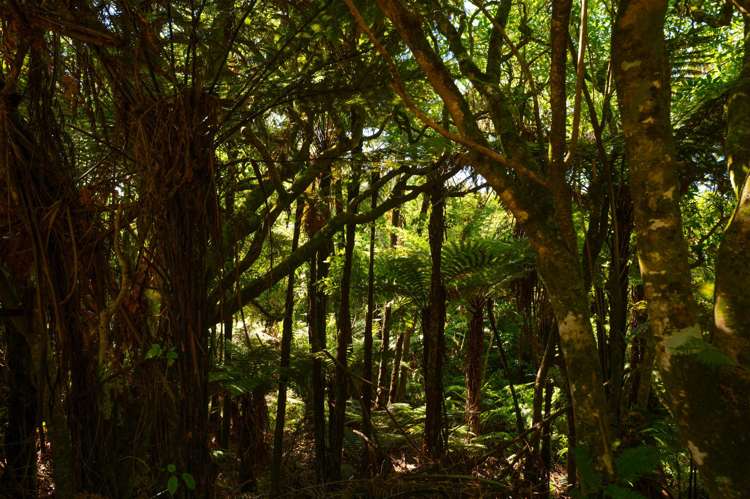 442 Spencer Road Lake Tarawera_18