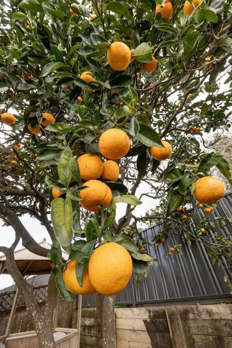 5 Vivian Drive Omokoroa_30