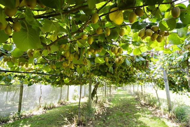 Gold kiwifruit with space for a future home
