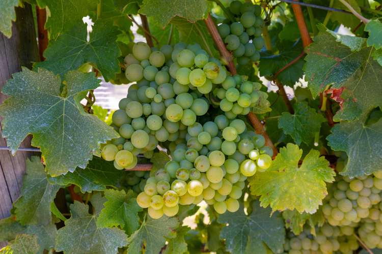 87 Dry Hills Lane Riverlands_21