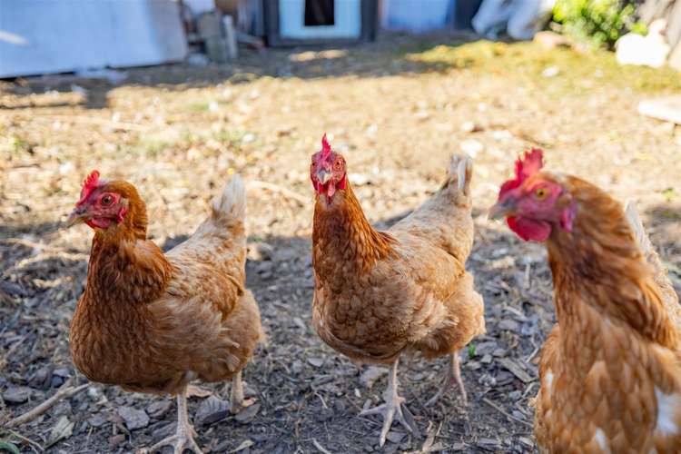 24 Takaro Avenue Sockburn_15