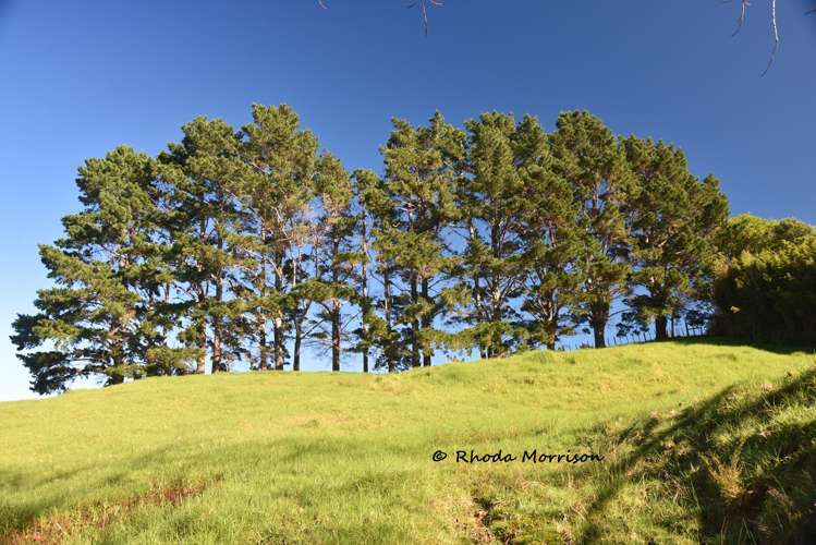 330 Franklin Road Paparoa_65