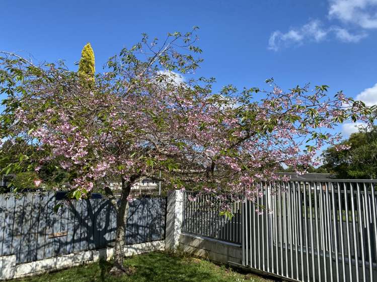 15 Walpole Avenue Hillpark_11