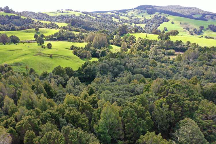 Lot 1 Katui Road Dargaville Surrounds_9