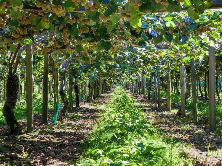 33 Burt Road Matata_23