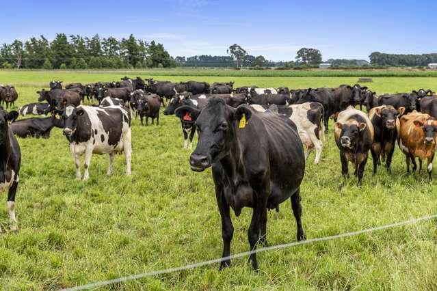 51A Waverley Road Gordonton_1