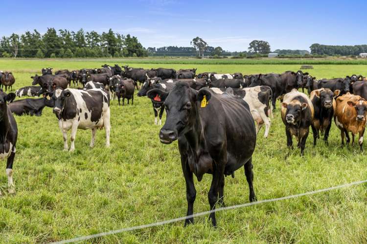 51a Waverley Road Gordonton_1