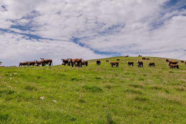 299 Domett Road Domett_2