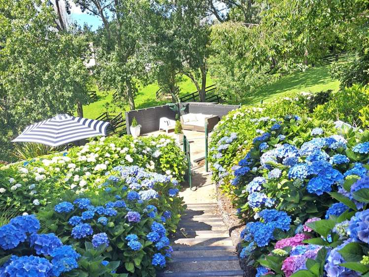 18 Ara-Kotinga Whitford_32