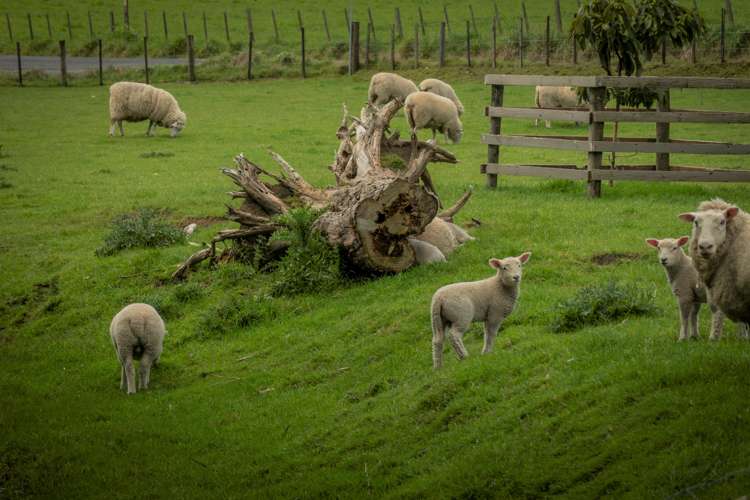 131 Trig Road Waihi_22