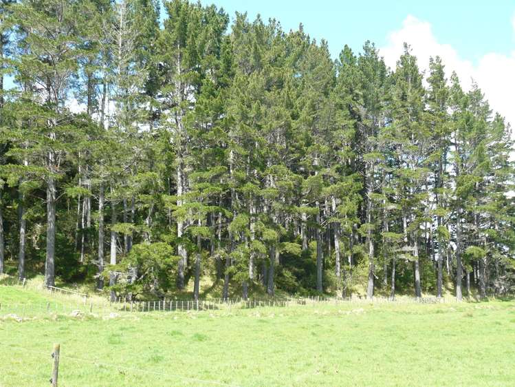 259 Diggers Valley Road Herekino_16