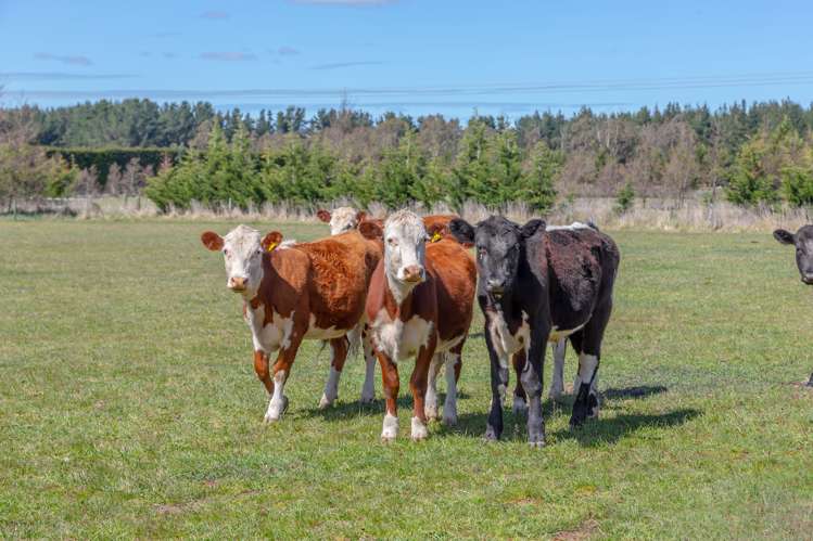 1429 Hororata Dunsandel Road Dunsandel_19