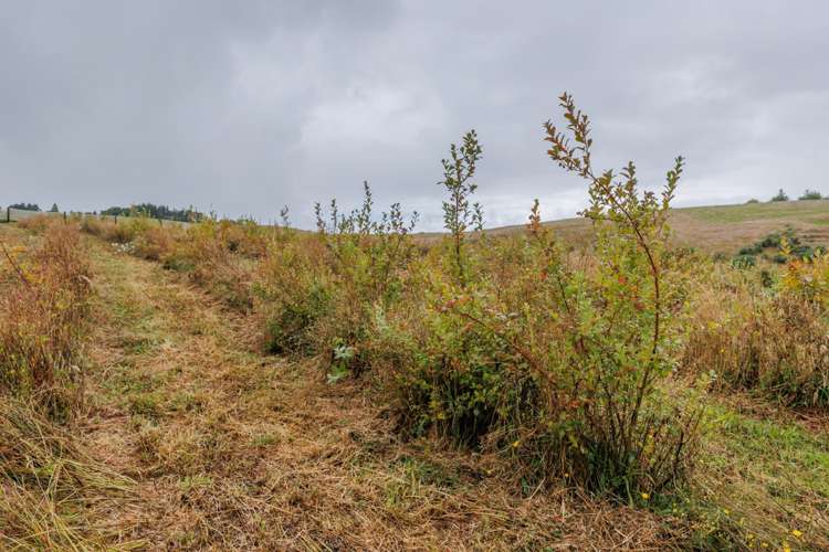 790 Pungaere Road Kerikeri Surrounds_28